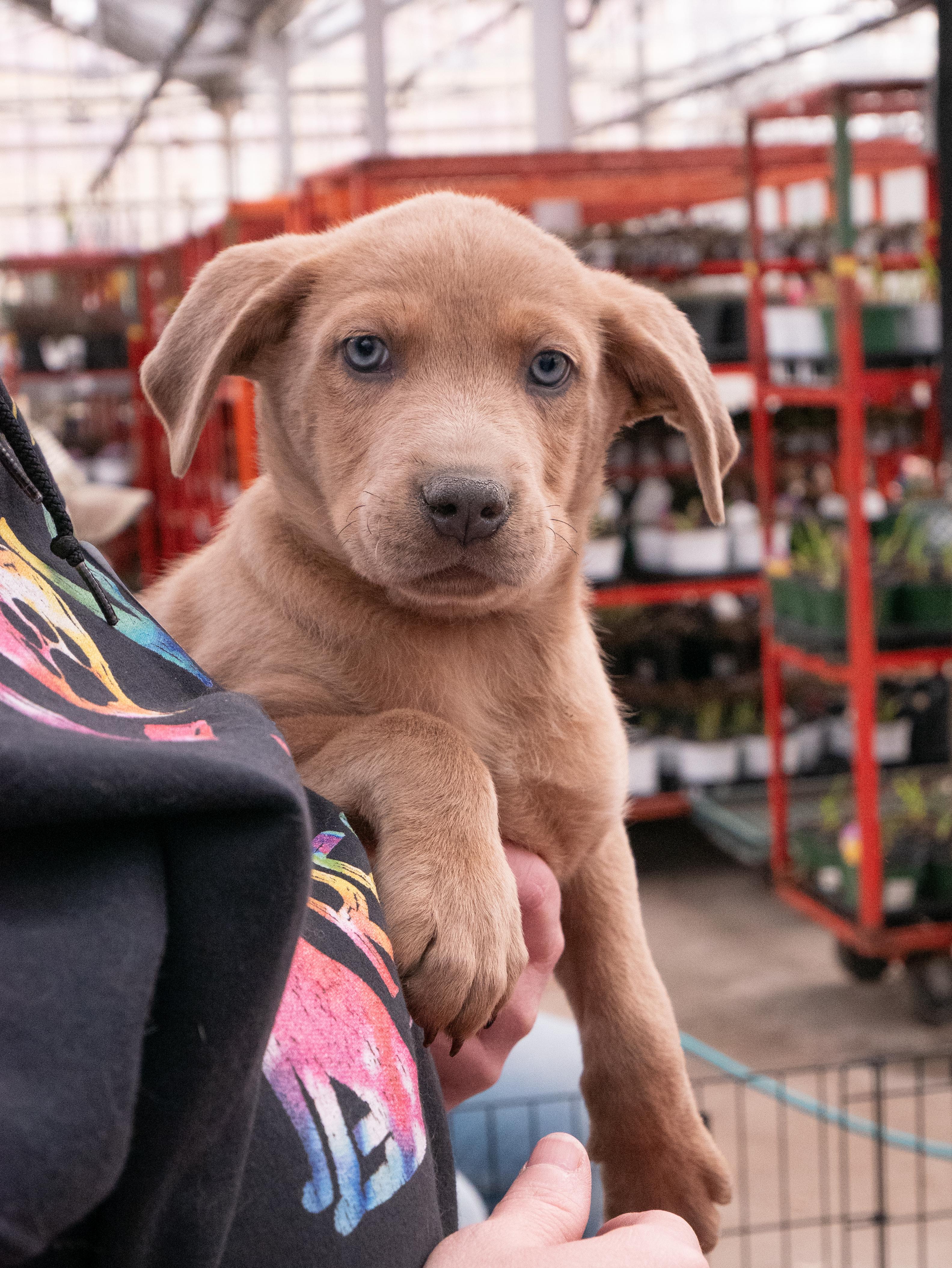 Enlarge Zephyr, a ADOPTABLE mixed breed in Minneapolis, MN image 5/5