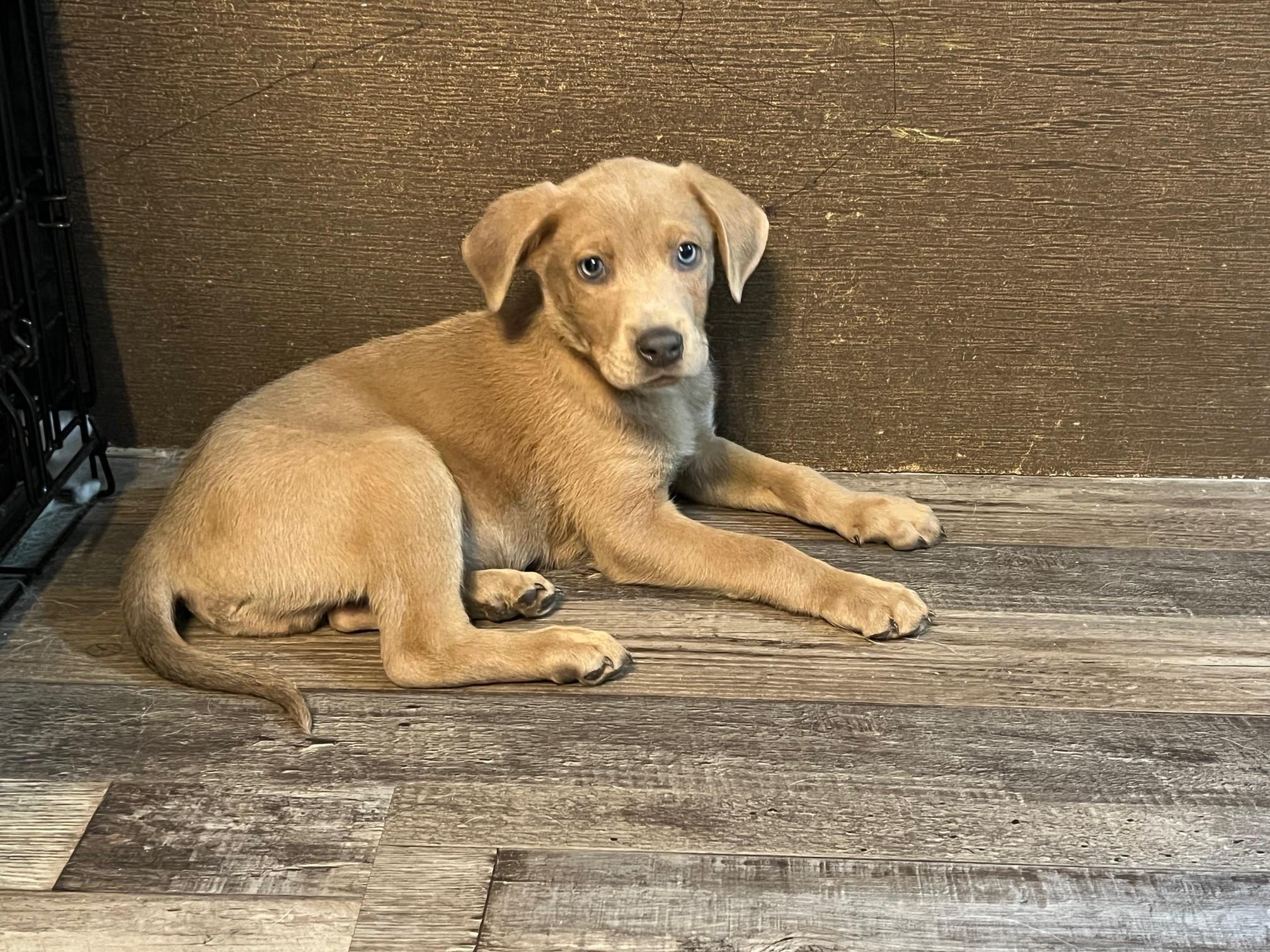 Enlarge Zephyr, a ADOPTABLE mixed breed in Minneapolis, MN image 4/5