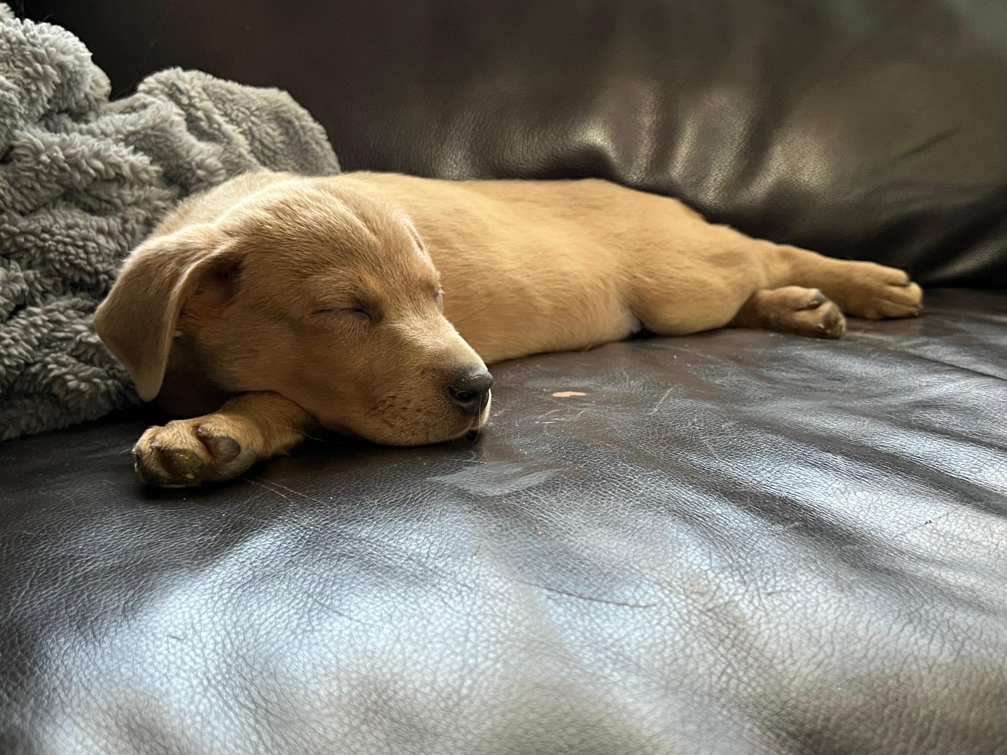 Enlarge Zephyr, a ADOPTABLE mixed breed in Minneapolis, MN image 3/5