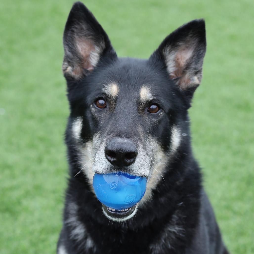 Roxy — thumbnail 3