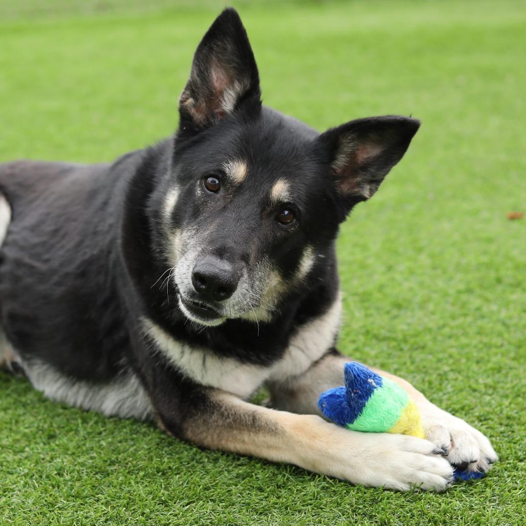 Roxy — thumbnail 6