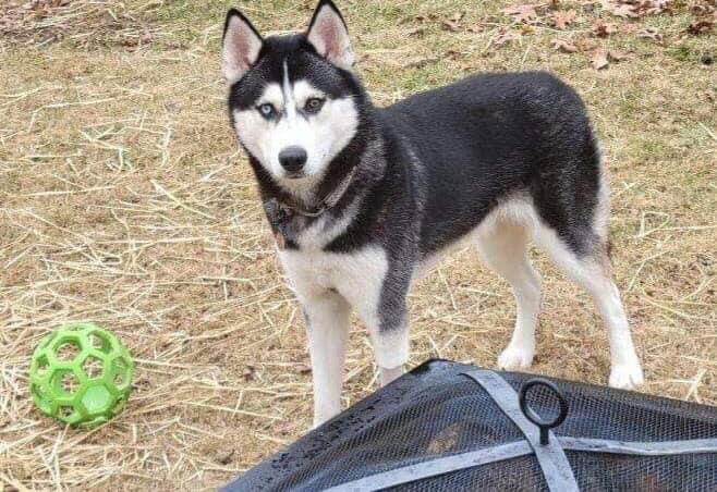 Enlarge Loki, a Adoptable Husky in Glenmoore, PA image 1/3