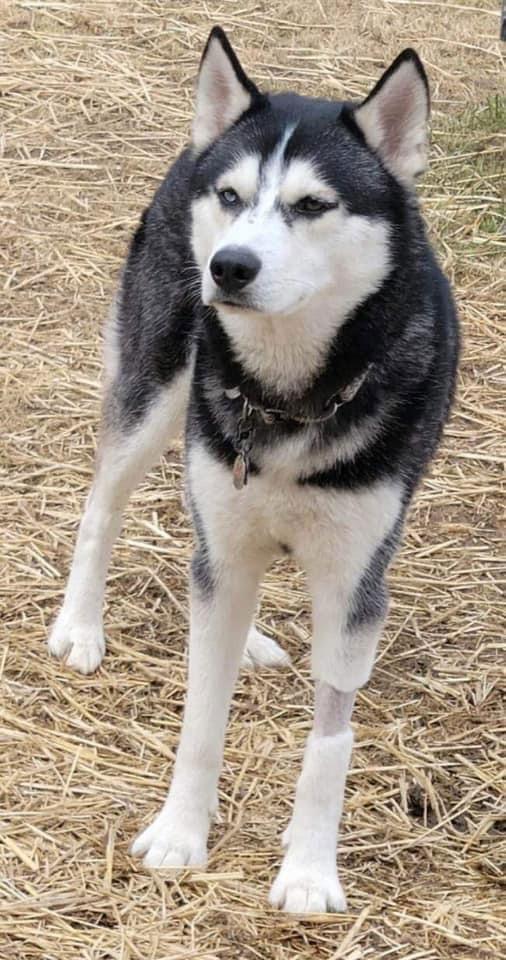 Enlarge Loki, a Adoptable Husky in Glenmoore, PA image 3/3