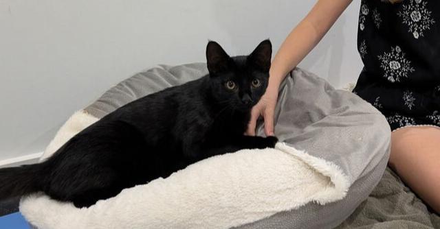 Enlarge Kiki, a Adopted American Shorthair in Westwood, NJ image 1/1