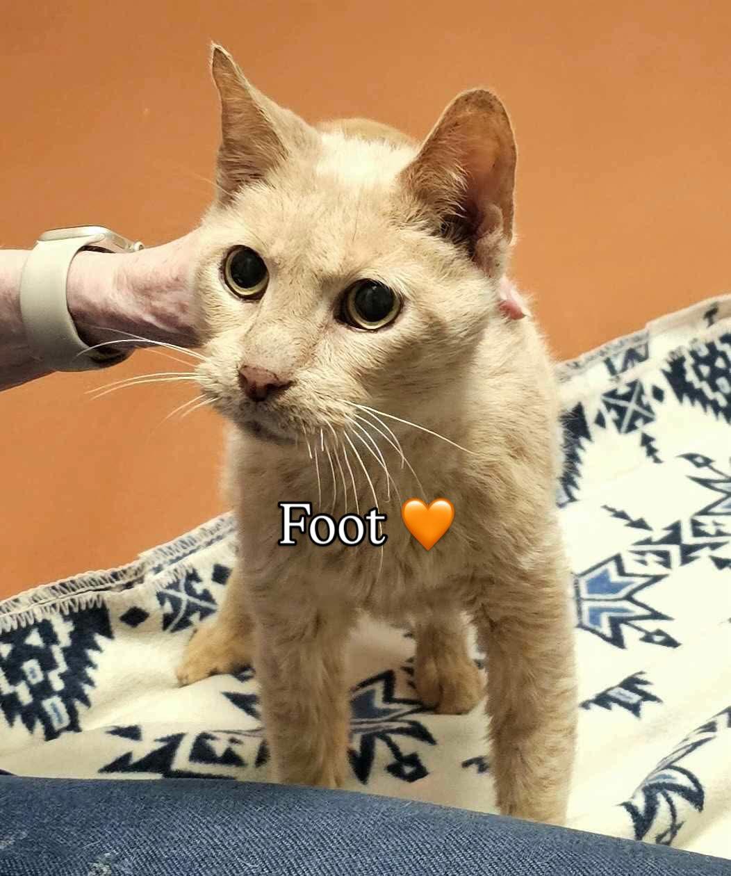 Foot
