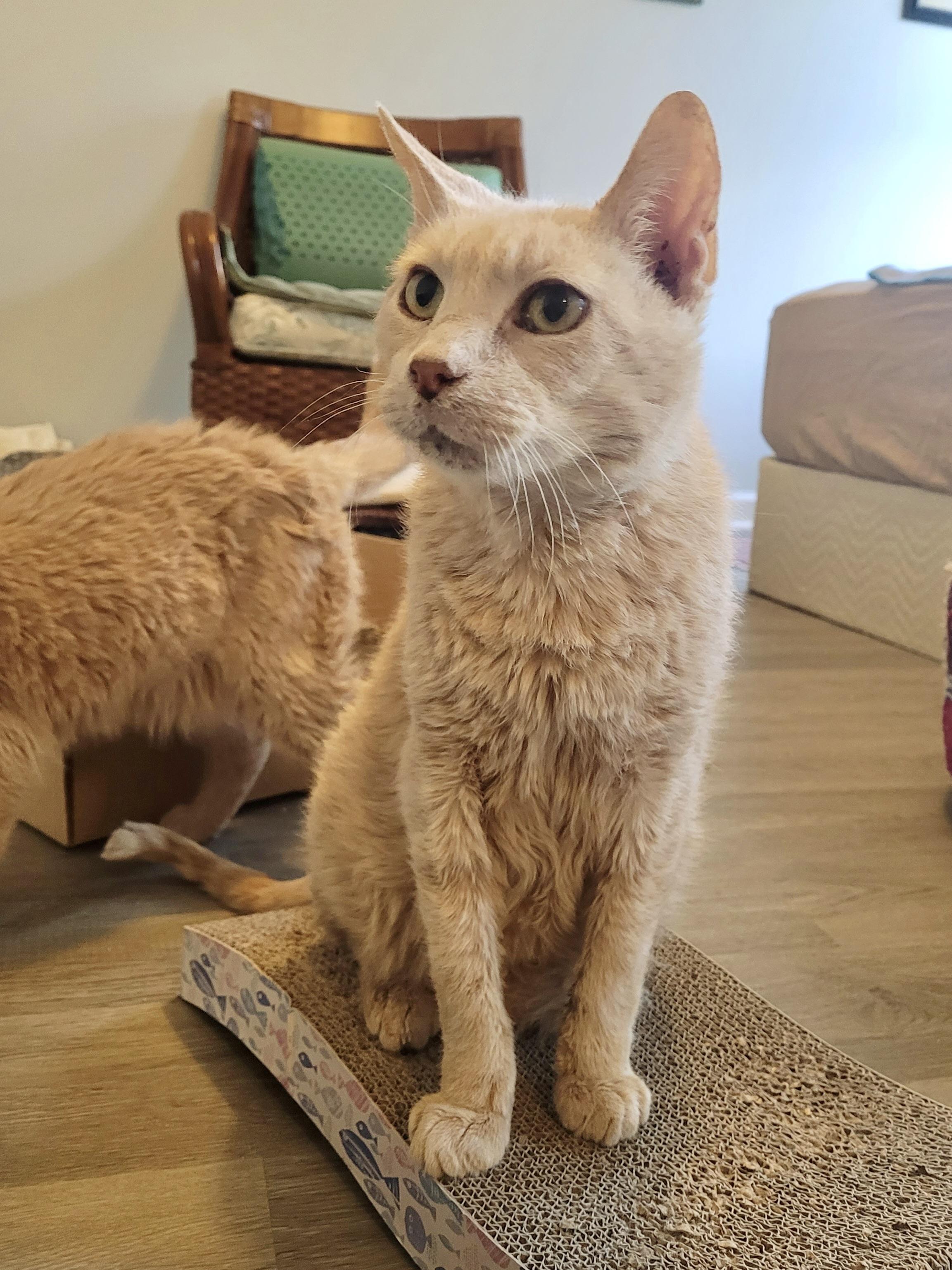 Enlarge Foot, a ADOPTABLE Domestic Short Hair in BLACK MOUNTAIN, NC image 1/3