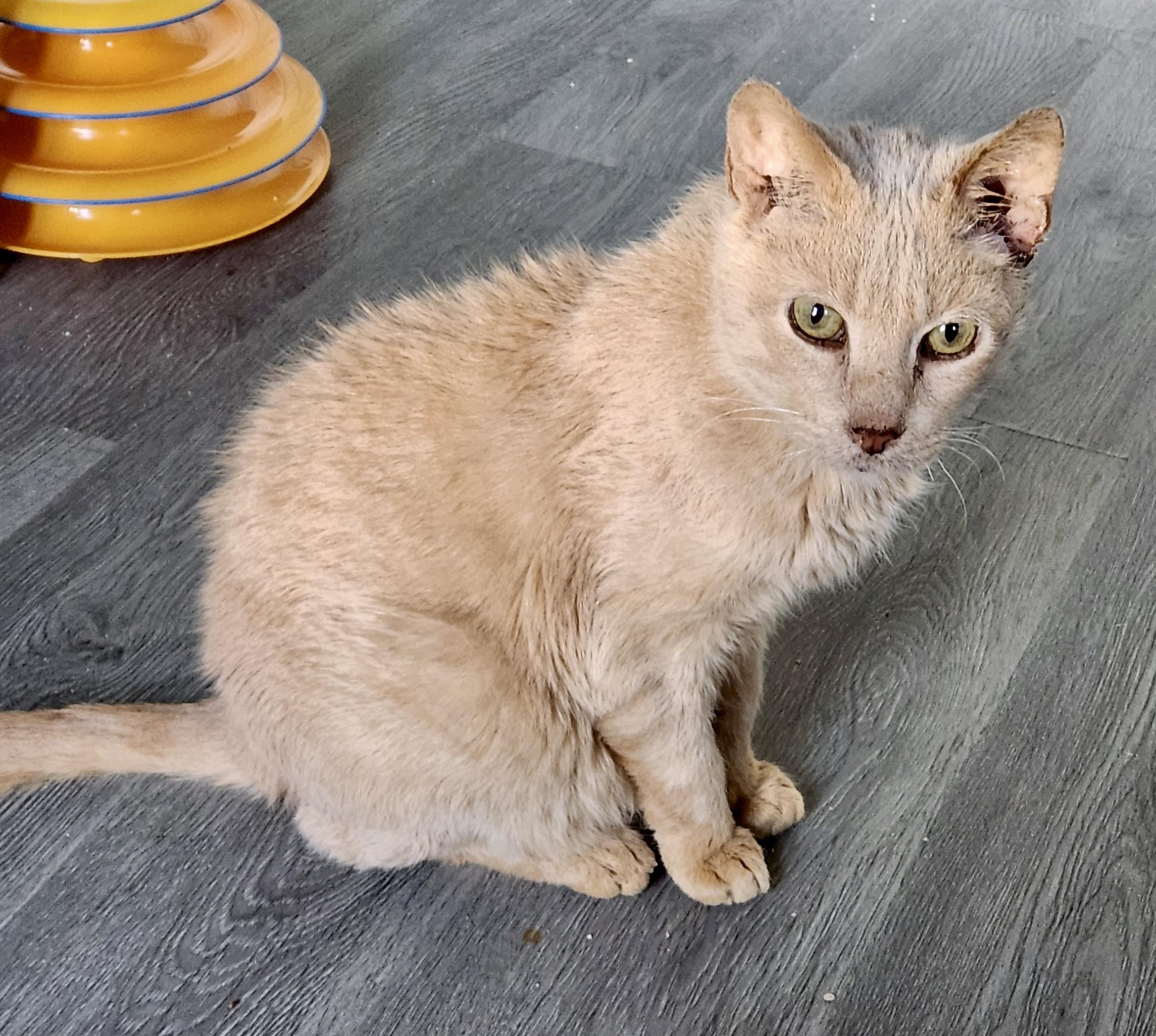 Foot, ADOPTABLE, Senior Male Domestic Short Hair.