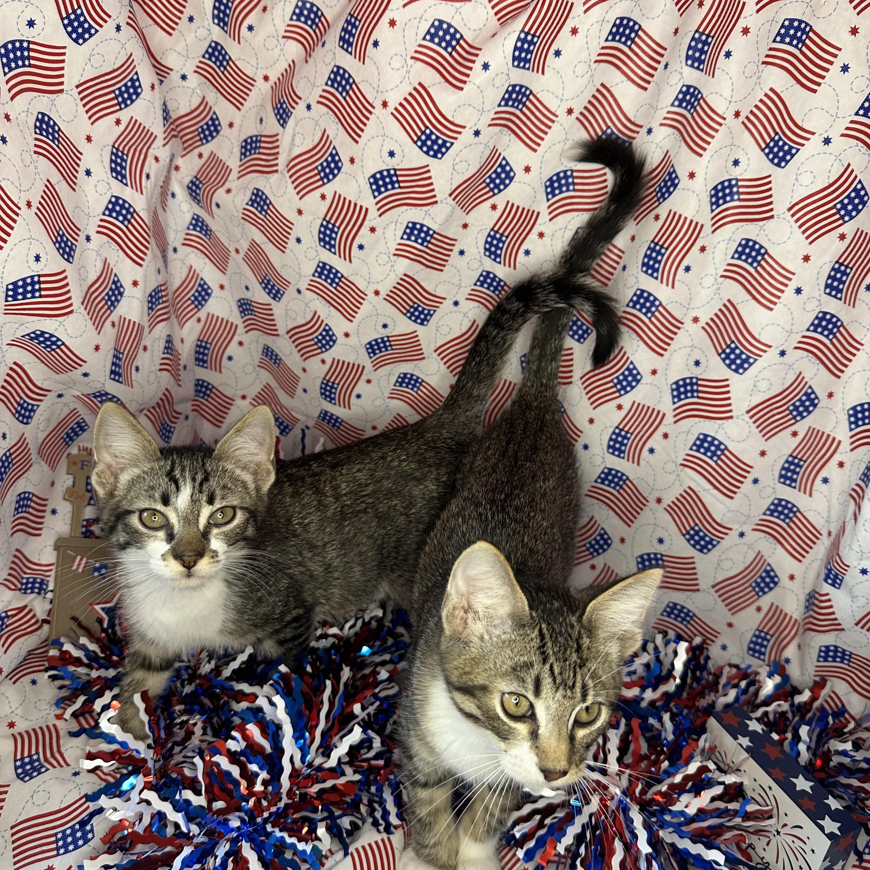 Yin & Yang (Bonded Brothers)
