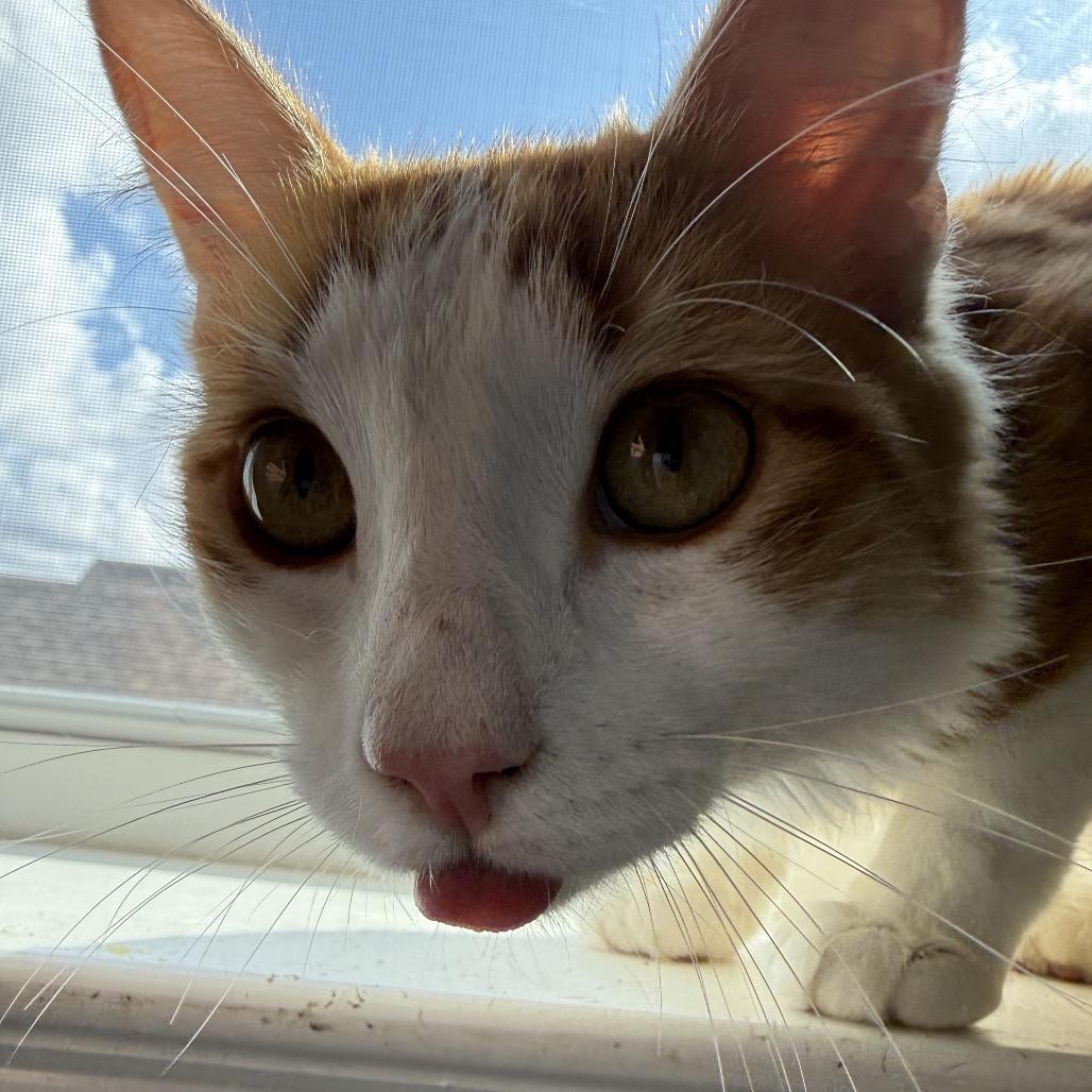 Enlarge Cheeto, a Adopted Domestic Medium Hair in Leander, TX image 1/6