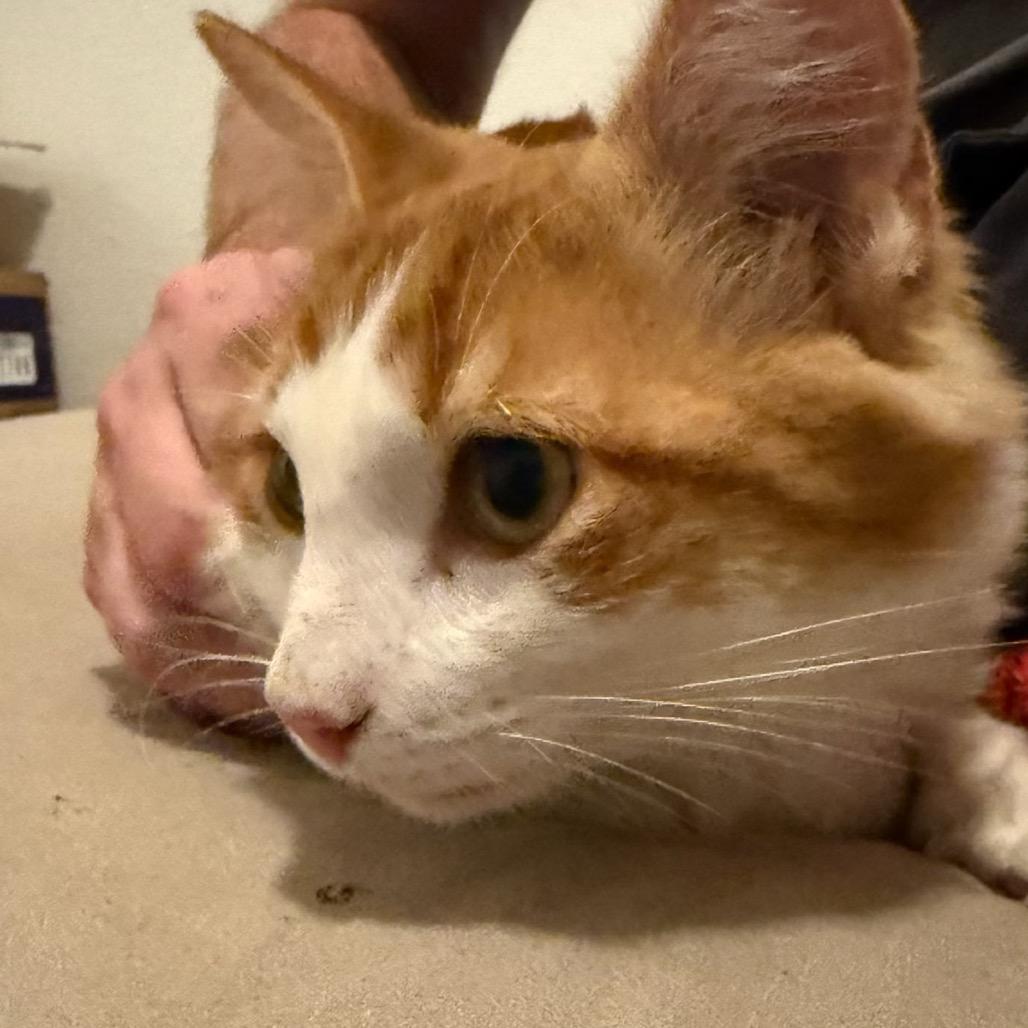 Enlarge Cheeto, a Adopted Domestic Medium Hair in Leander, TX image 2/6