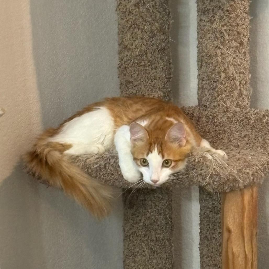 Enlarge Cheeto, a Adopted Domestic Medium Hair in Leander, TX image 3/6