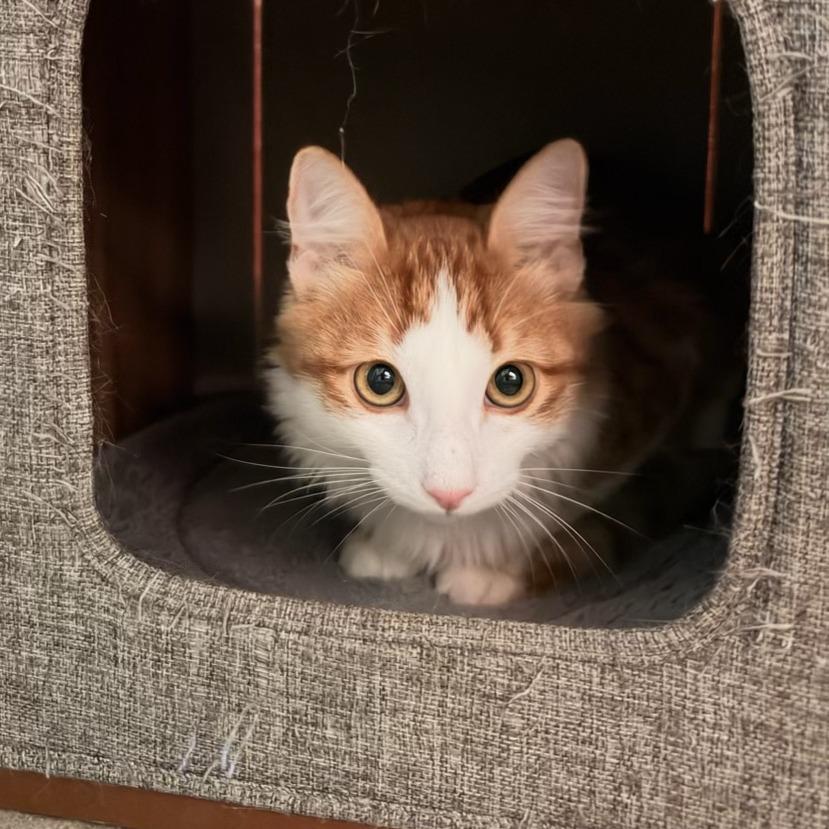 Enlarge Cheeto, a Adopted Domestic Medium Hair in Leander, TX image 4/6