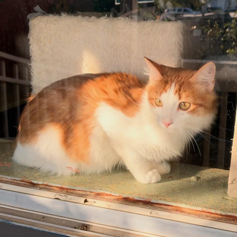 Enlarge Cheeto, a Adopted Domestic Medium Hair in Leander, TX image 5/6