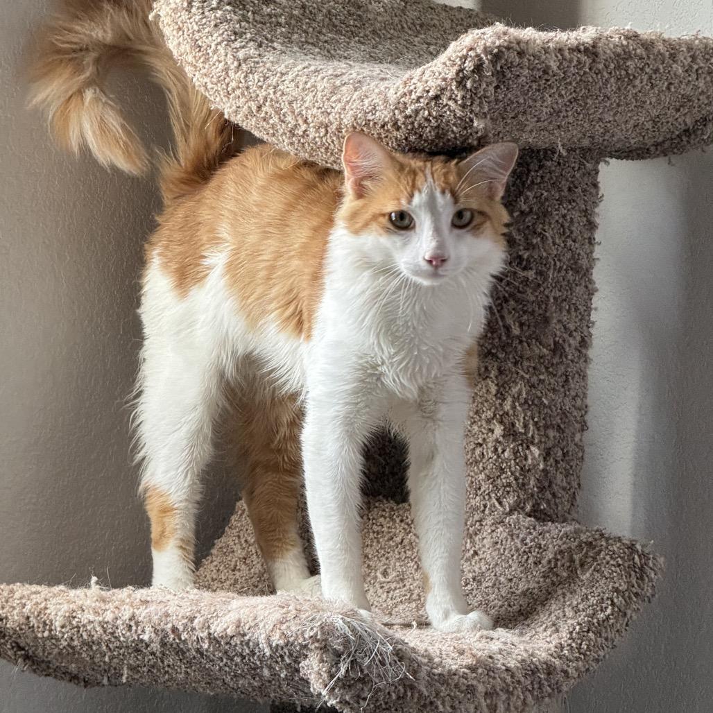 Enlarge Cheeto, a Adopted Domestic Medium Hair in Leander, TX image 6/6