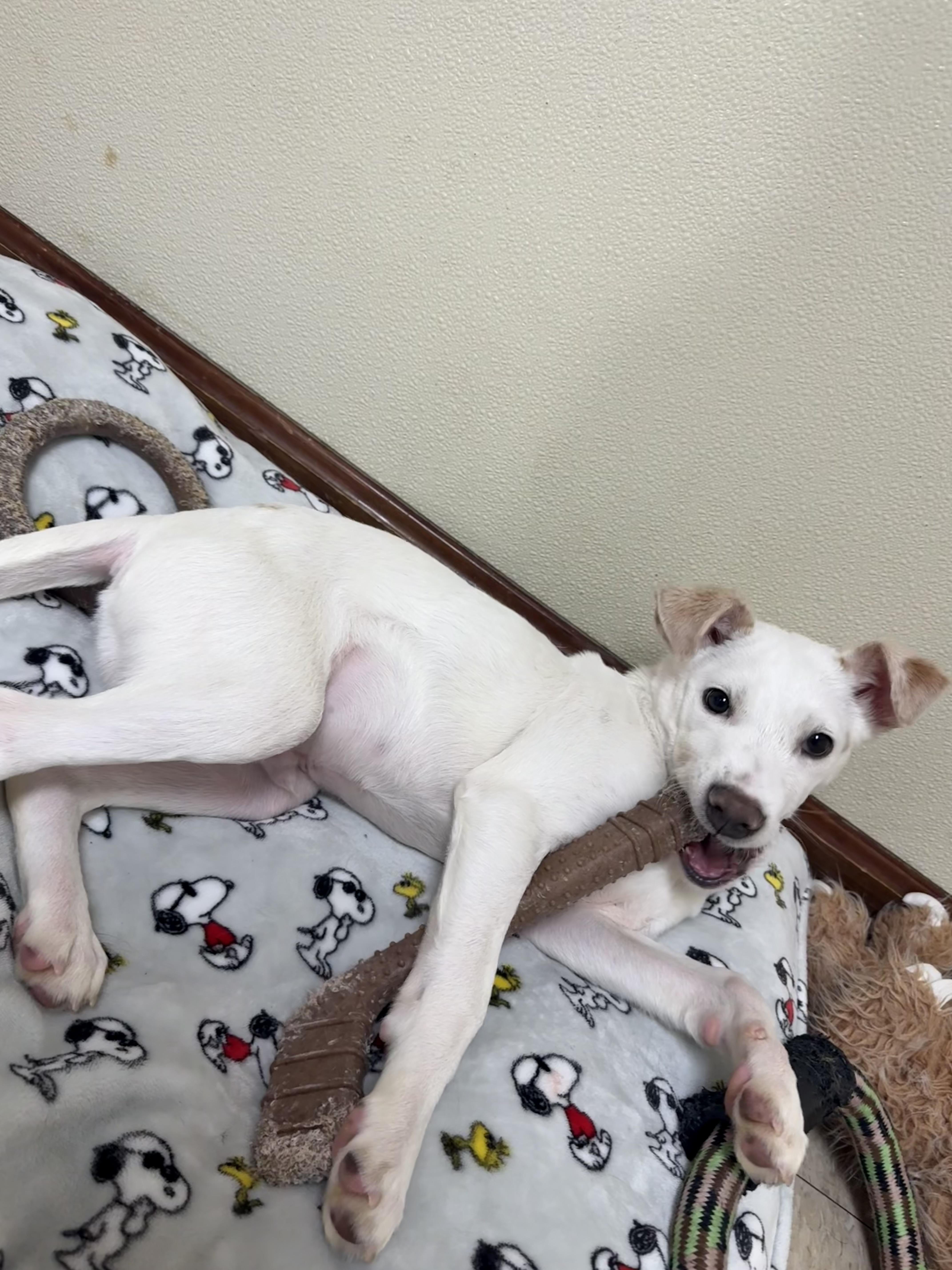 Enlarge Ace , a ADOPTABLE mixed breed in Douglas, MA image 5/6