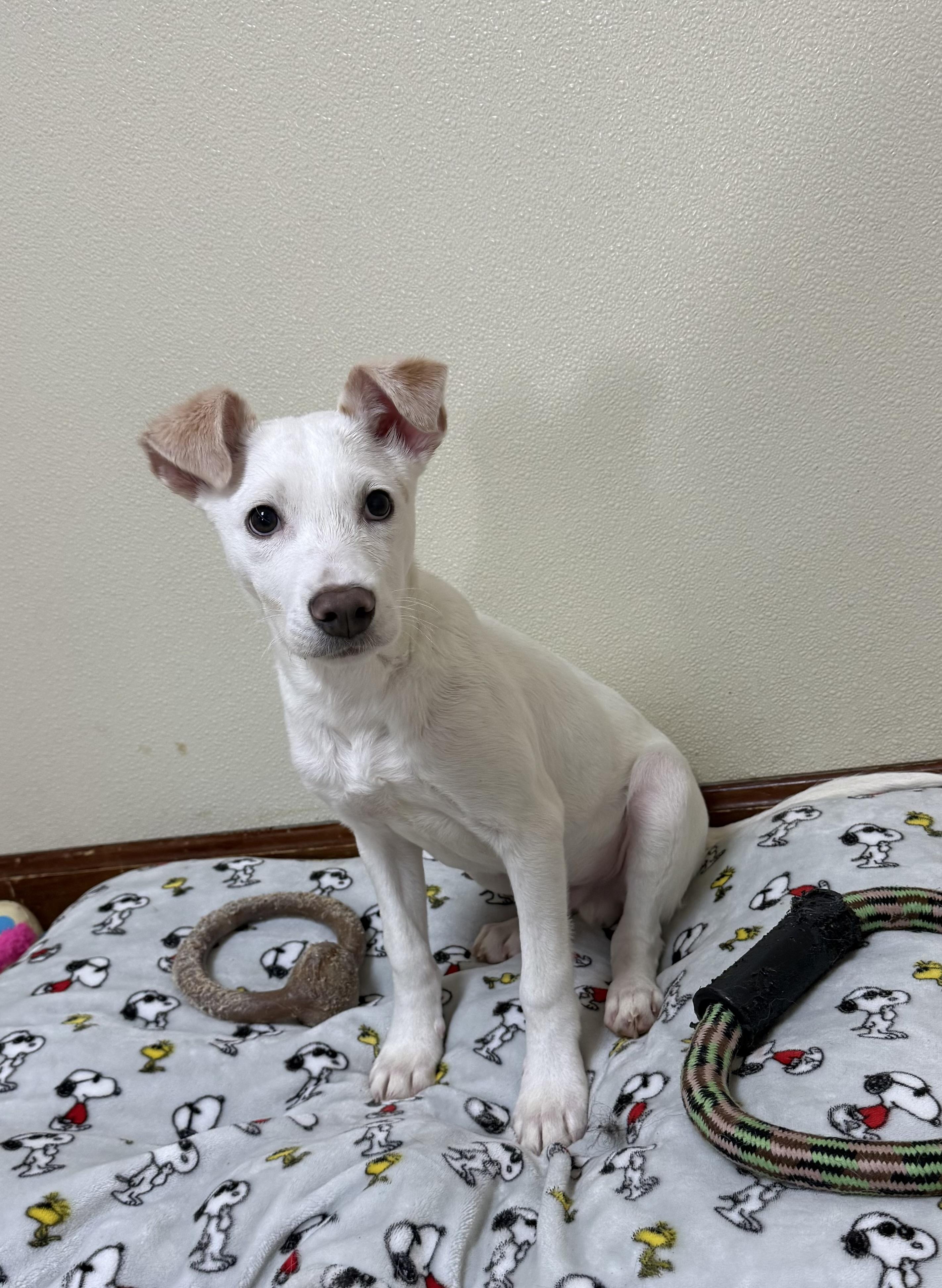 Enlarge Ace , a ADOPTABLE mixed breed in Douglas, MA image 6/6