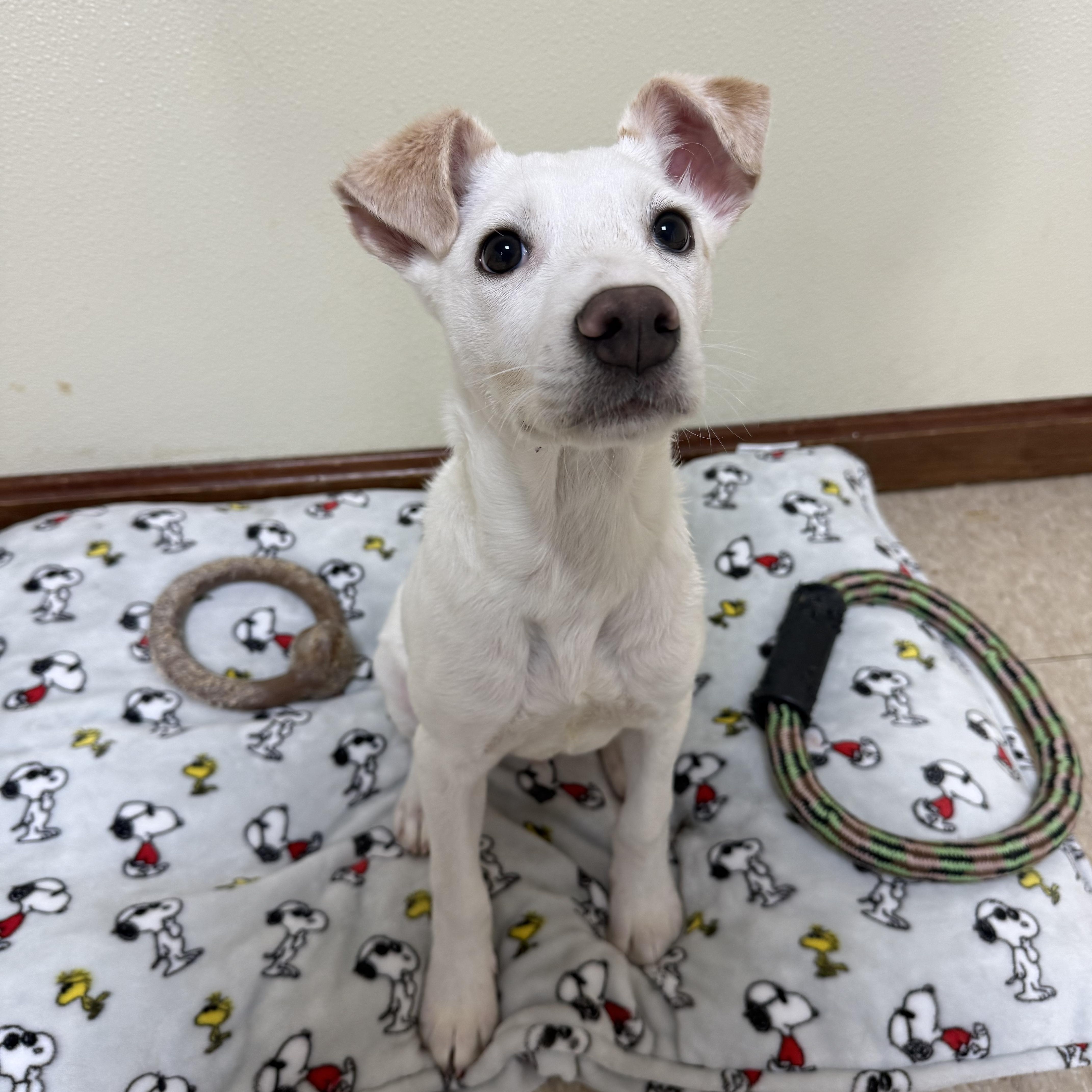 Enlarge Ace , a ADOPTABLE mixed breed in Douglas, MA image 3/6