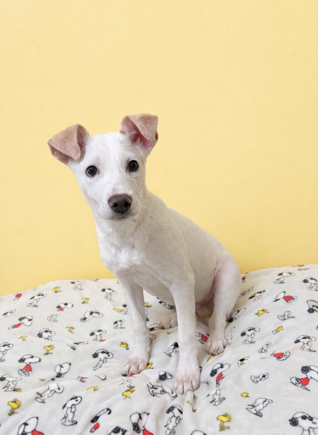 Enlarge Ace , a ADOPTABLE mixed breed in Douglas, MA image 1/6