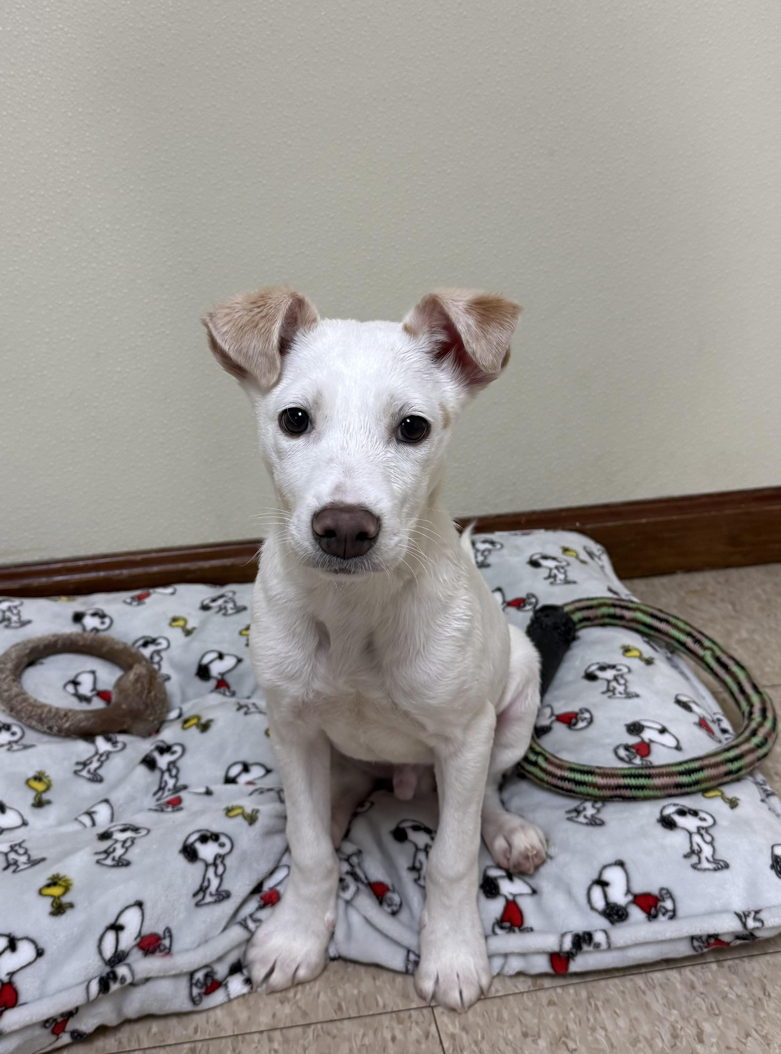 Enlarge Ace , a ADOPTABLE mixed breed in Douglas, MA image 1/6