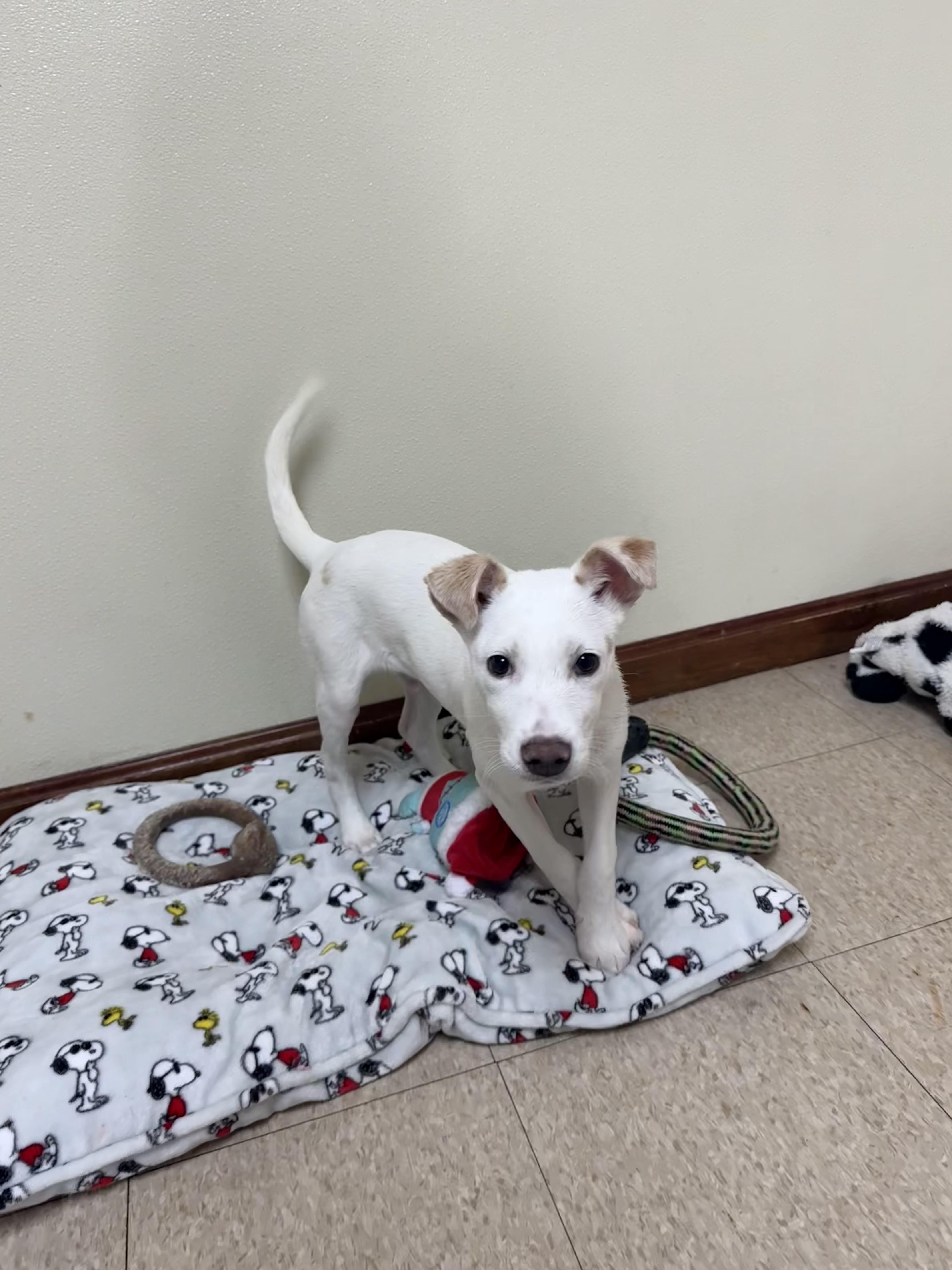 Enlarge Ace , a ADOPTABLE mixed breed in Douglas, MA image 4/6