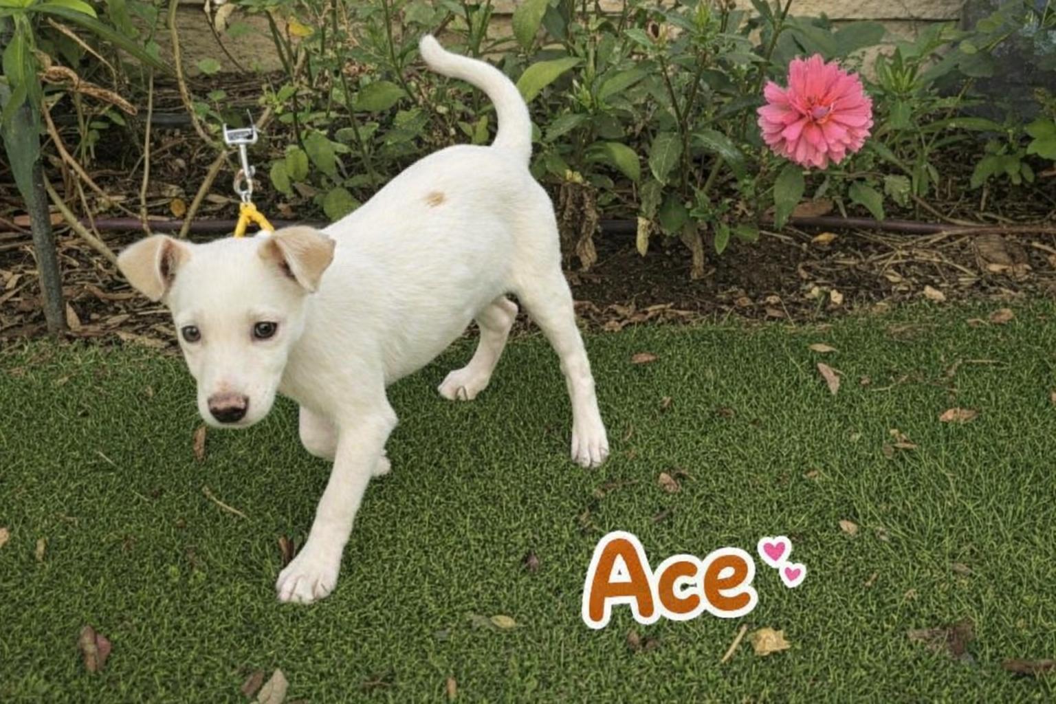 Enlarge Ace , a ADOPTABLE mixed breed in Douglas, MA image 2/6