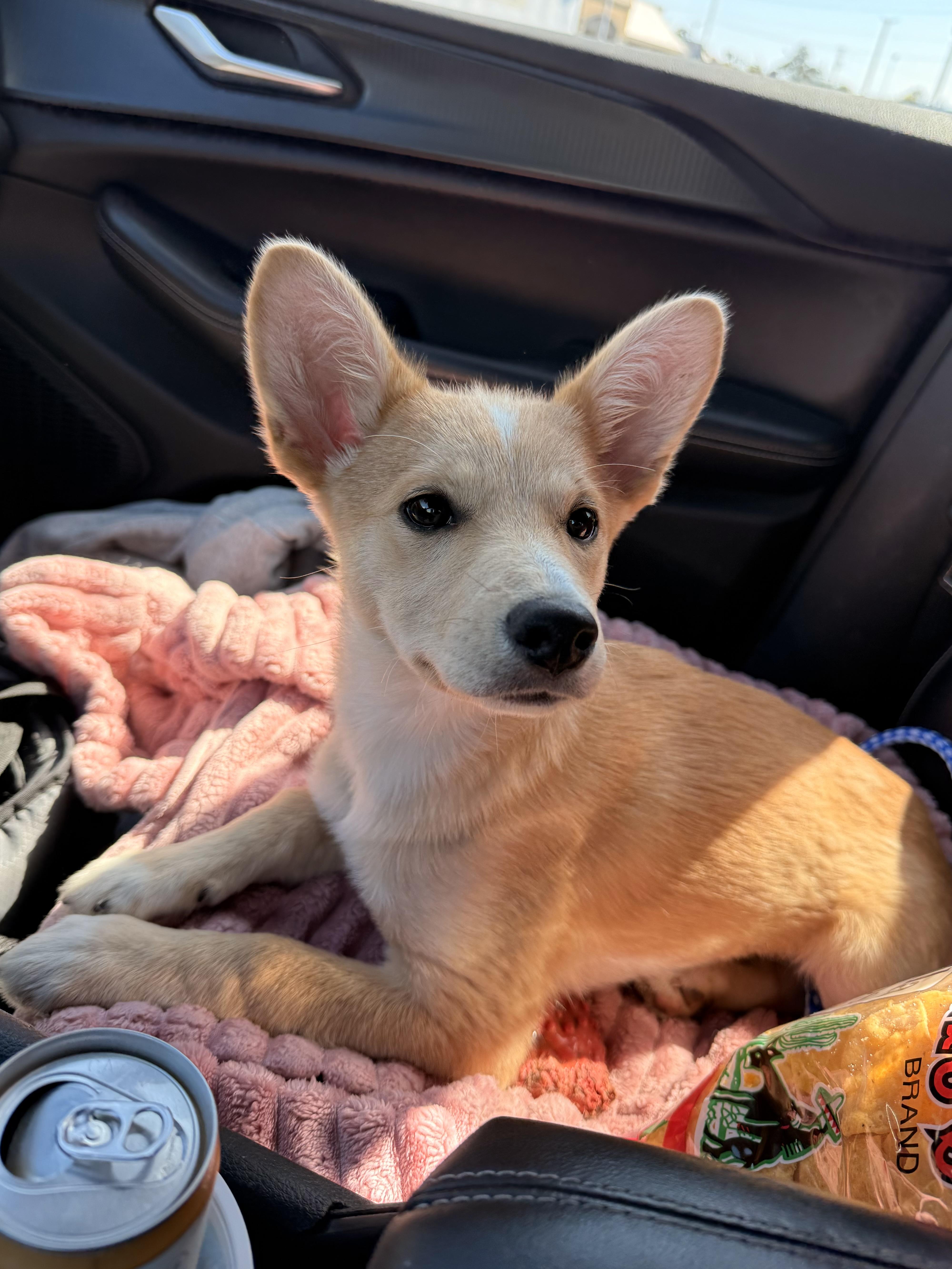 Wiggles, a ADOPTABLE mixed breed in Otis, OR image 1/5