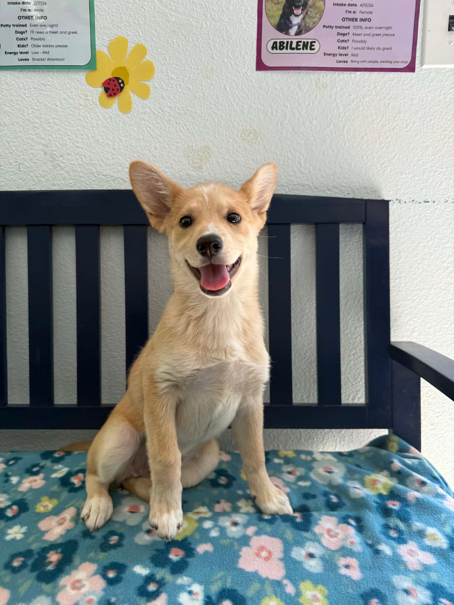 Wiggles, a ADOPTABLE mixed breed in Otis, OR image 3/5