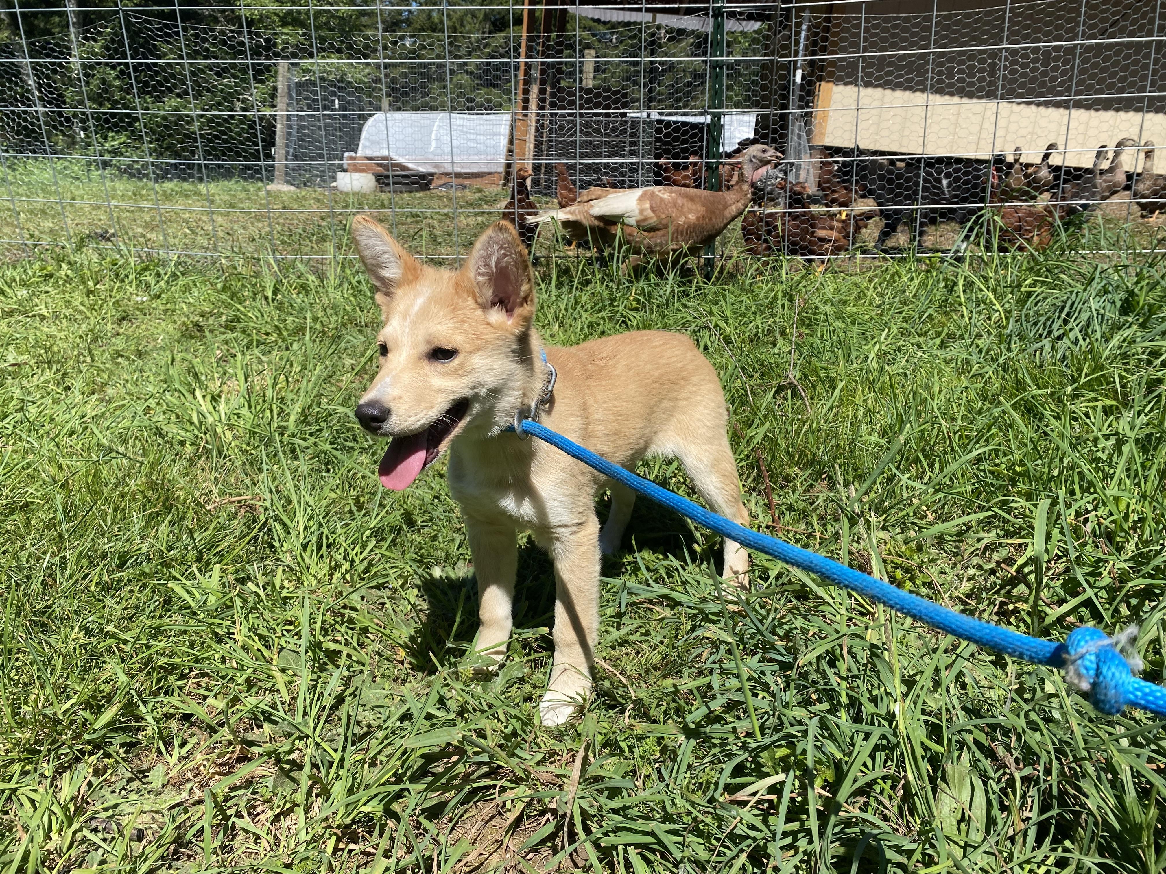 Wiggles, a ADOPTABLE mixed breed in Otis, OR image 4/5