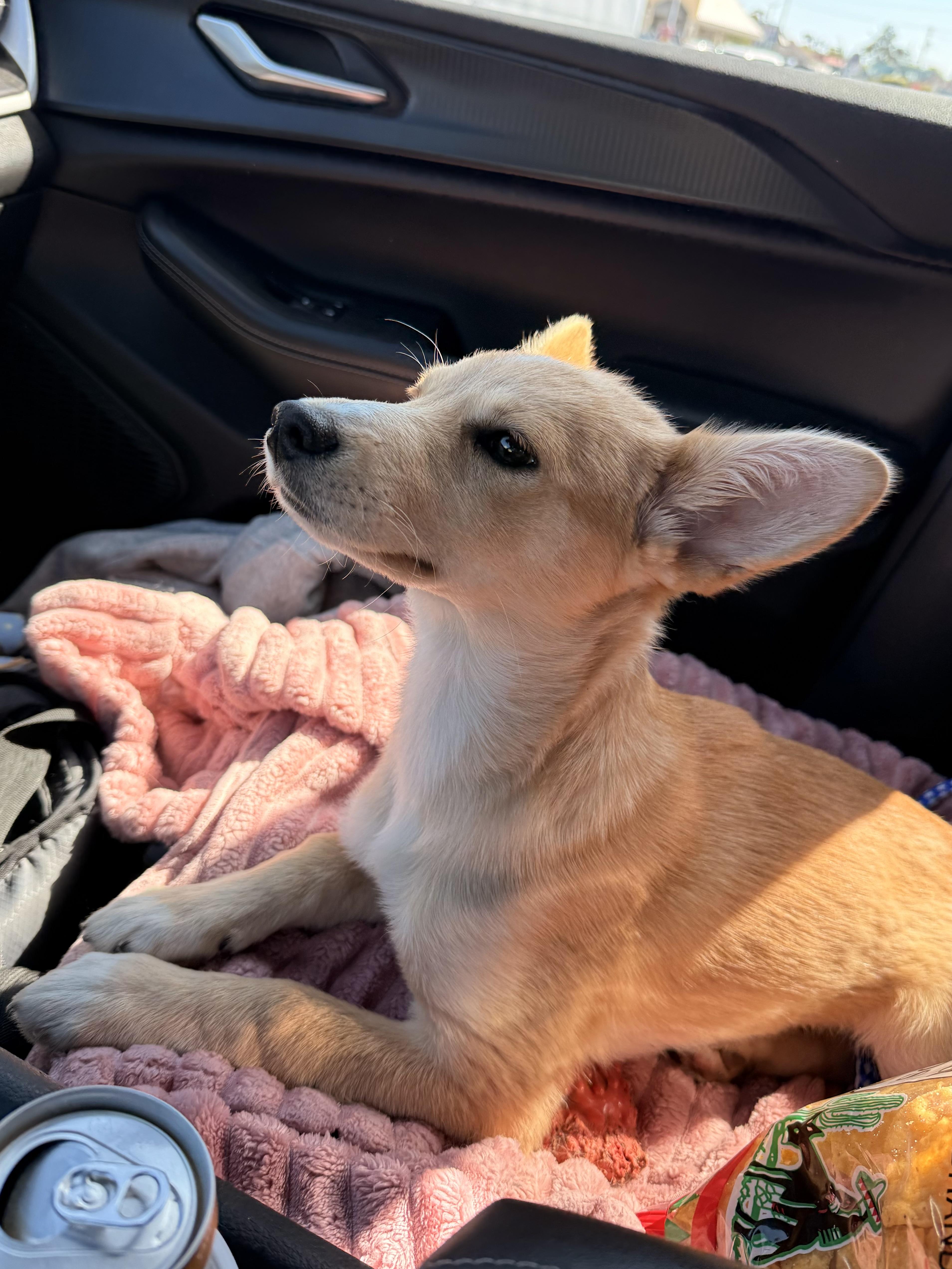 Wiggles, a ADOPTABLE mixed breed in Otis, OR image 5/5