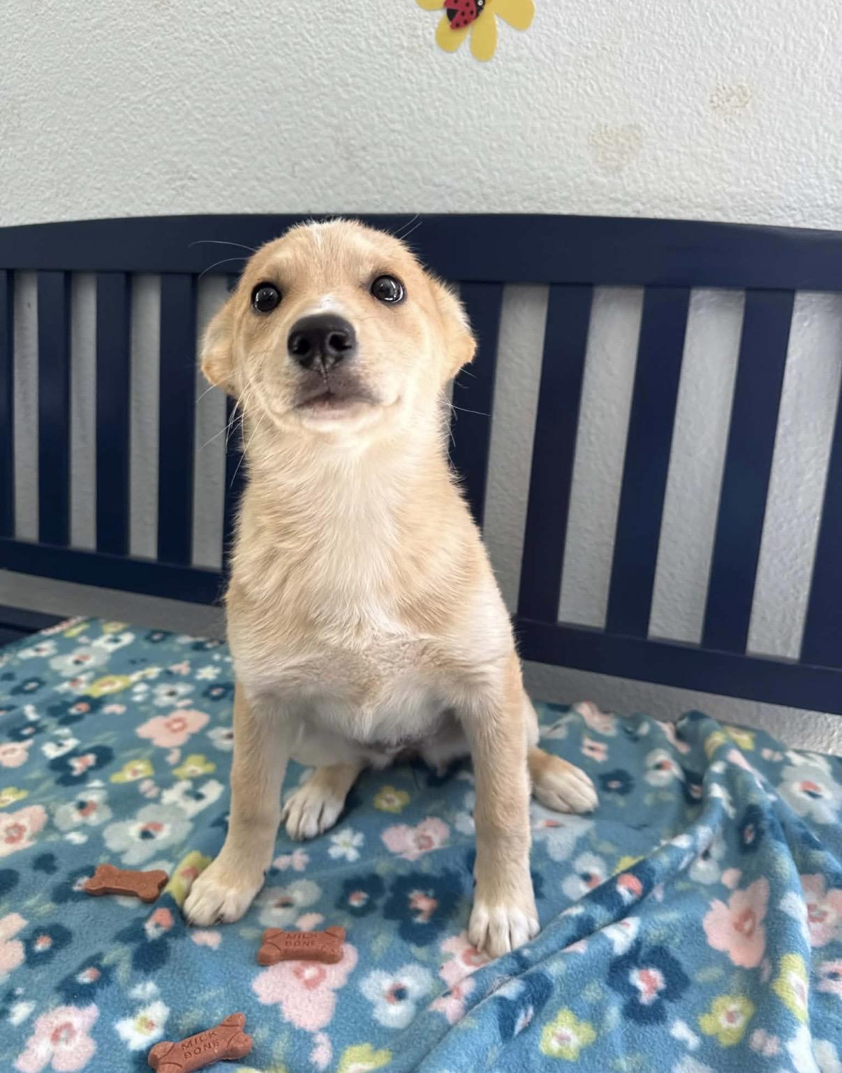 Wiggles, a ADOPTABLE mixed breed in Otis, OR image 2/5