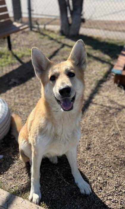 Blondie — thumbnail 2