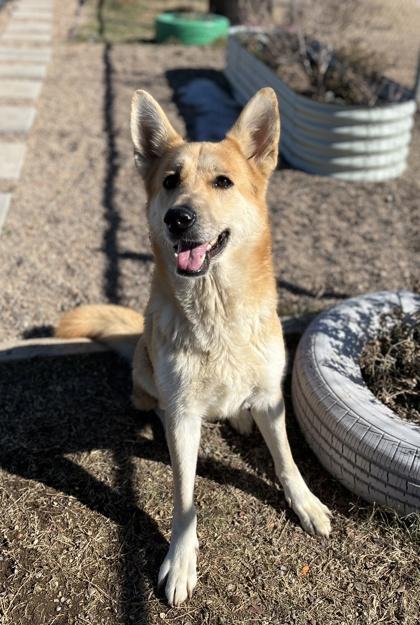 Blondie — thumbnail 3