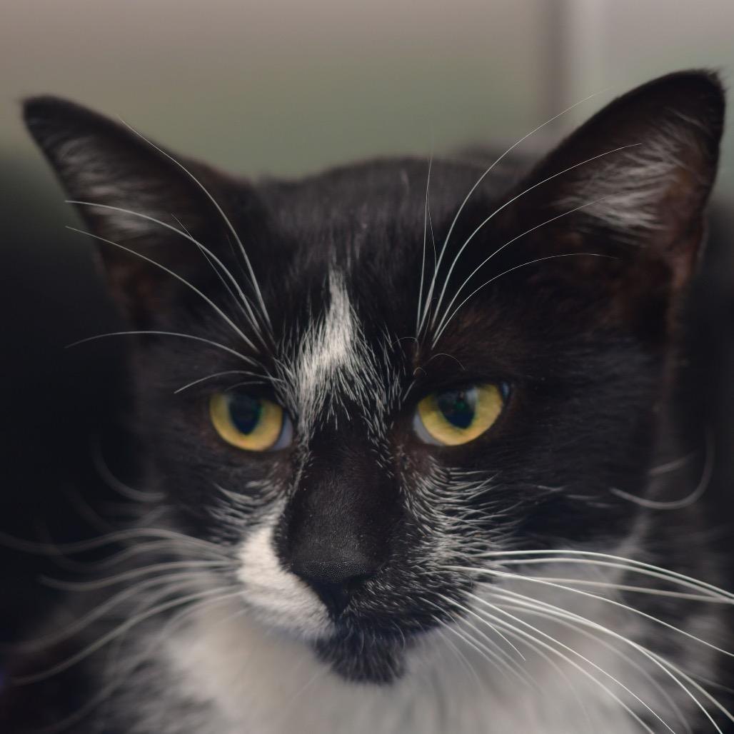 Enlarge Santa Claws, a Adoptable Domestic Short Hair in Ottawa, KS image 1/1