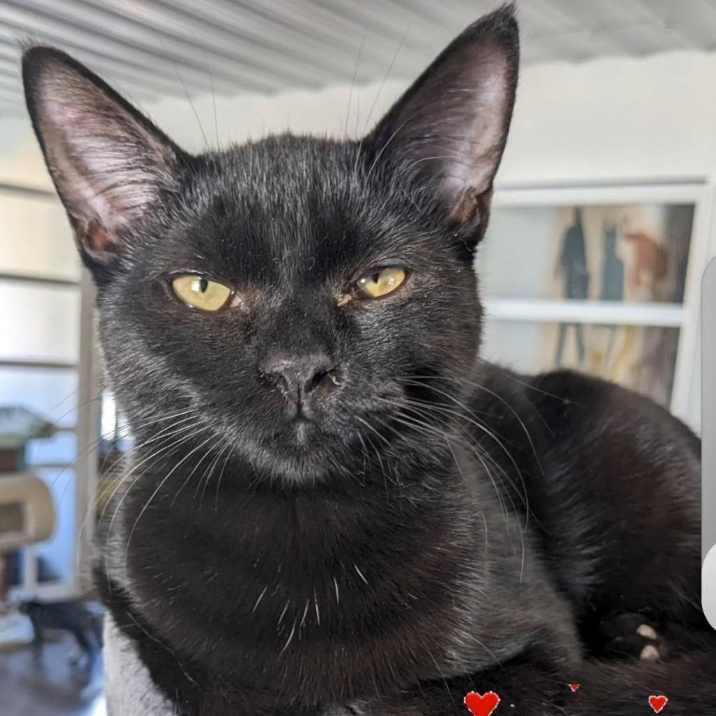 Enlarge Shuri, a Adoptable Domestic Short Hair in Pittsburgh, PA image 1/3