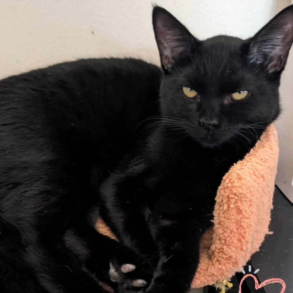 Enlarge Shuri, a Adoptable Domestic Short Hair in Pittsburgh, PA image 2/3