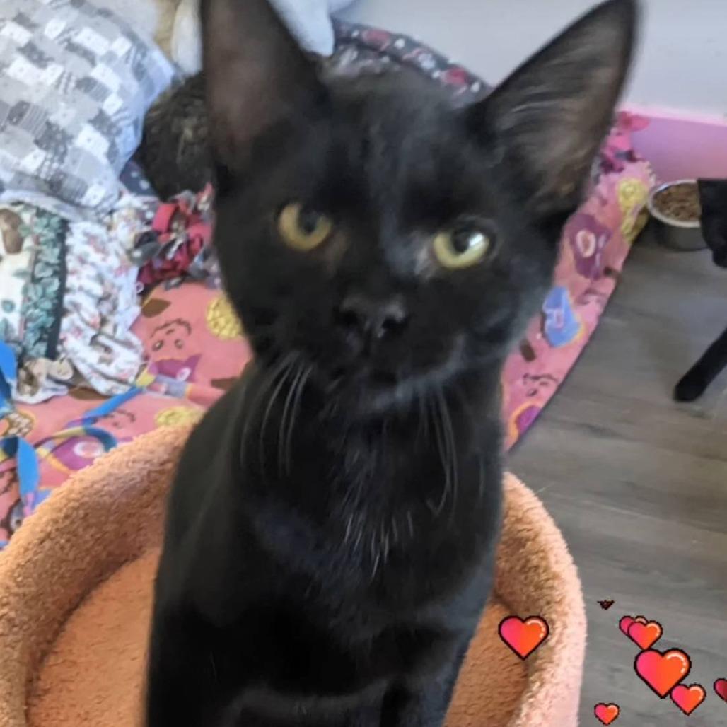 Enlarge Shuri, a Adoptable Domestic Short Hair in Pittsburgh, PA image 3/3