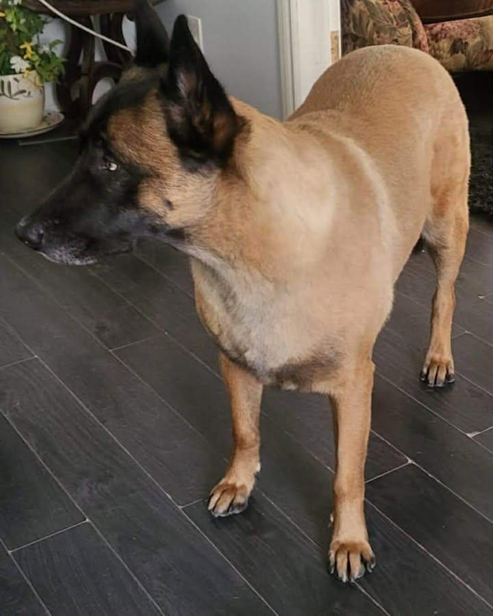 Nino, an adopted Belgian Shepherd / Malinois in Rockwood, ON image 4/5