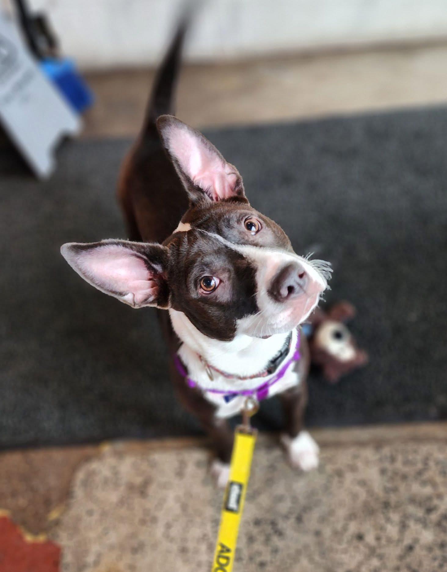 Enlarge Sophie, an adopted mixed breed in Souderton, PA image 1/5
