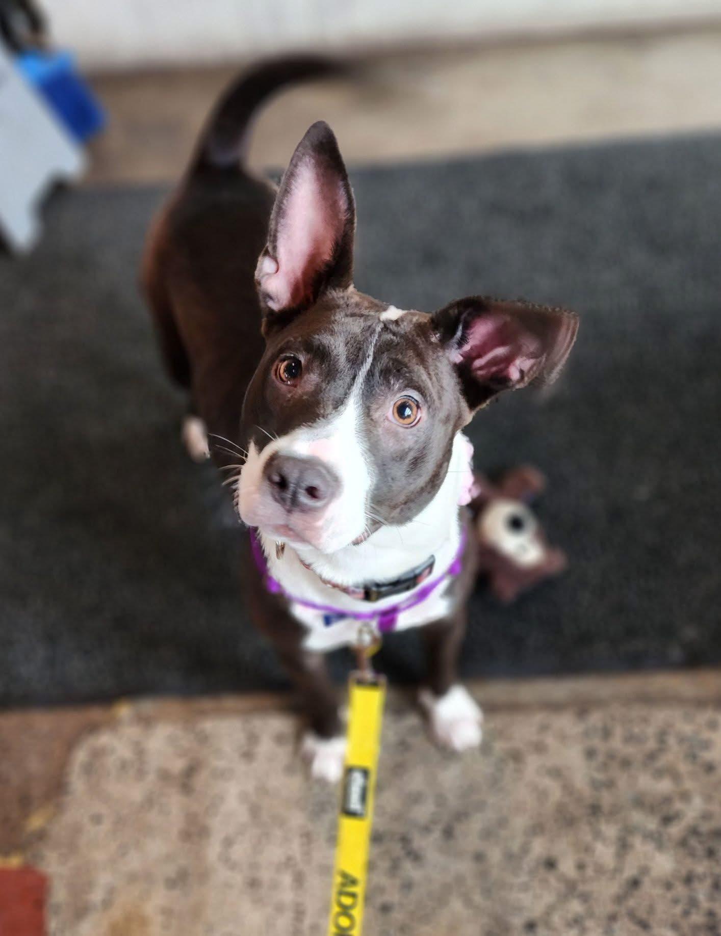 Enlarge Sophie, an adopted mixed breed in Souderton, PA image 3/5