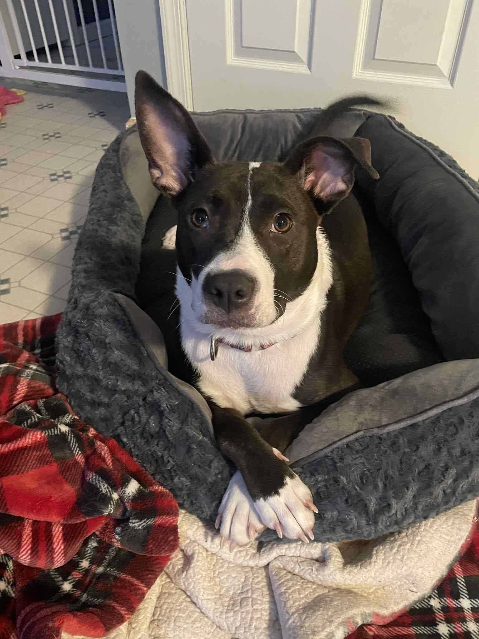 Enlarge Sophie, an adopted mixed breed in Souderton, PA image 2/5