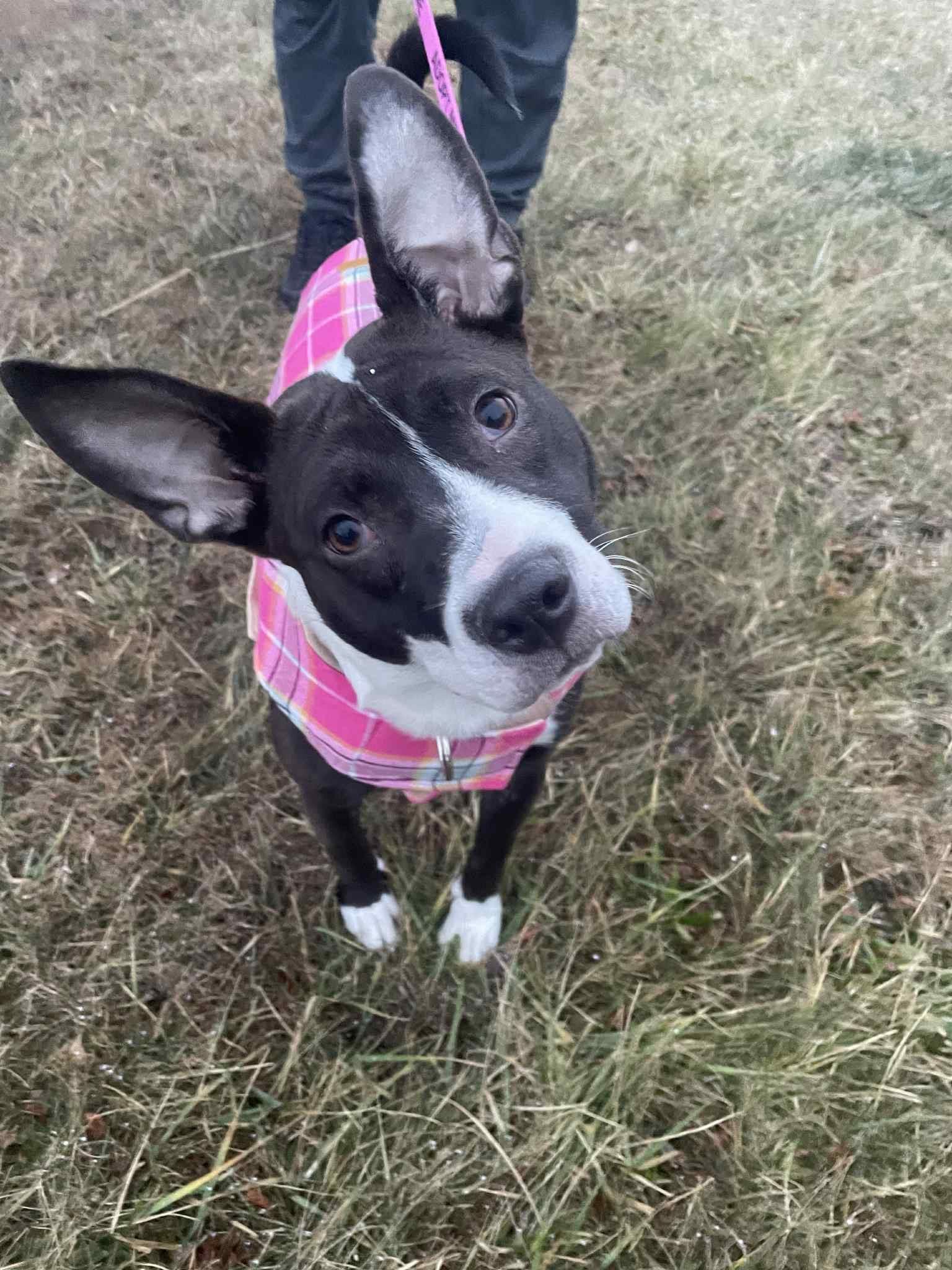 Enlarge Sophie, an adopted mixed breed in Souderton, PA image 4/5