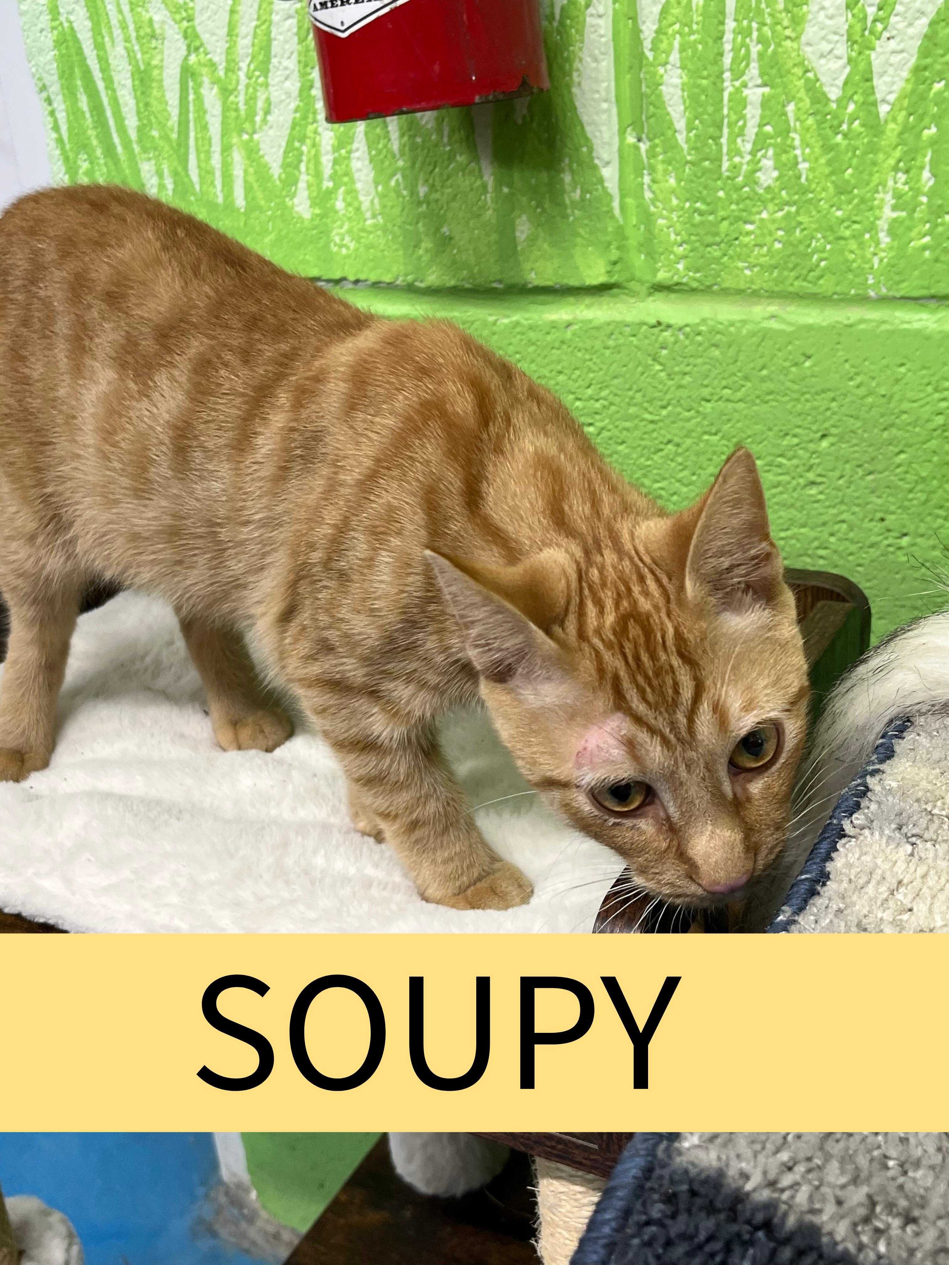Soupy, Adopted, Young Male Tiger.
