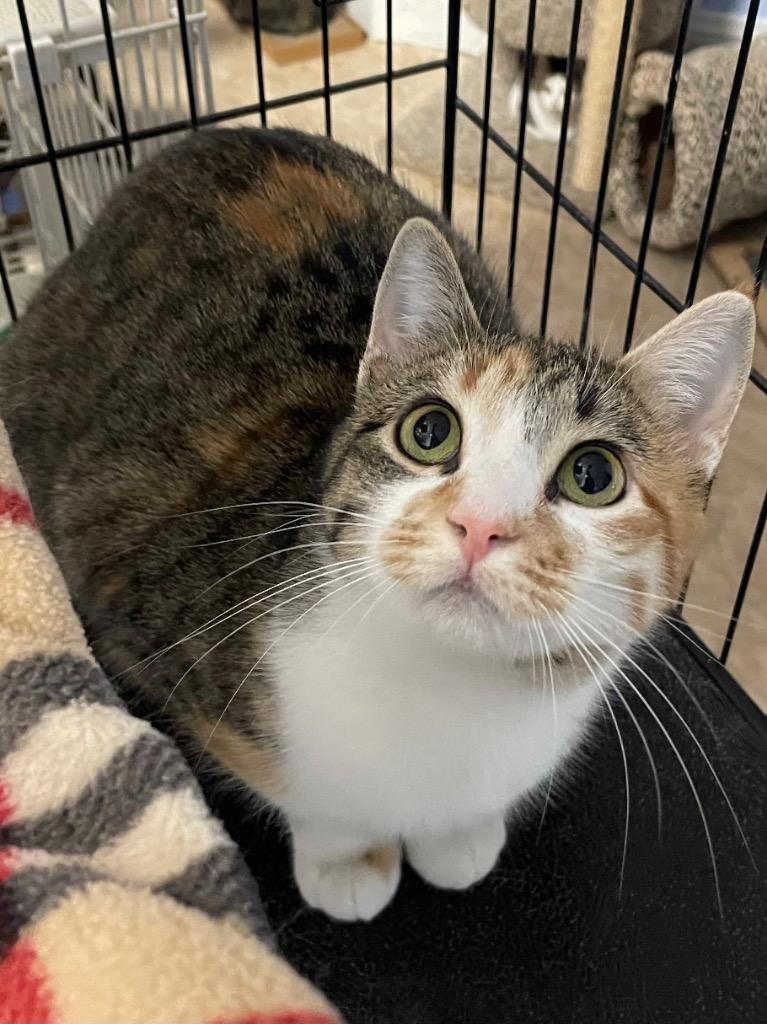 Jewel, Adoptable, Adult Female Domestic Short Hair.