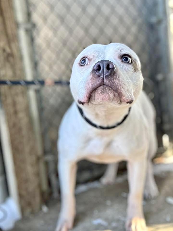 Enlarge Mittens, a ADOPTABLE Pit Bull Terrier in Chicago, IL image 3/5
