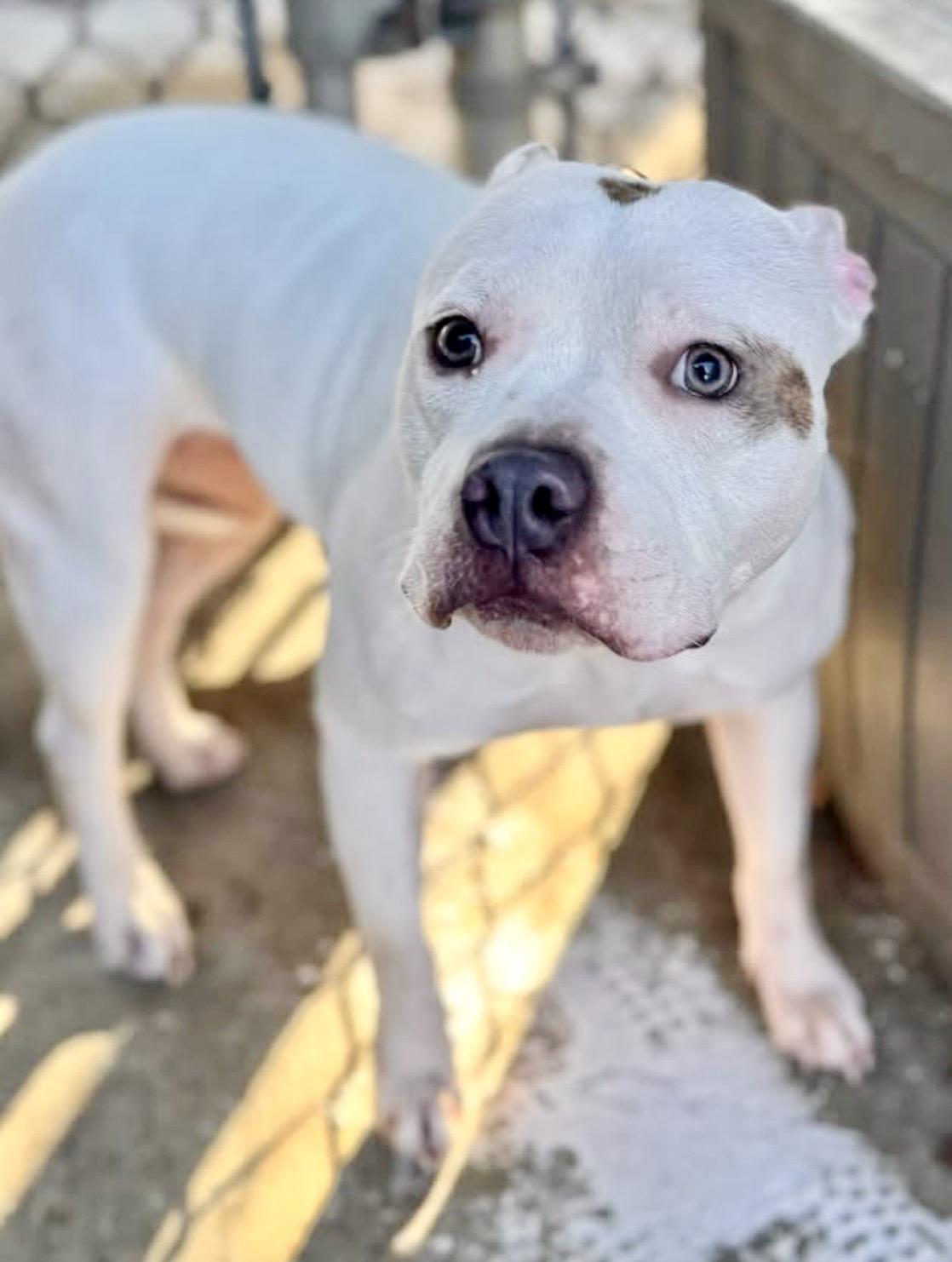Enlarge Mittens, a ADOPTABLE Pit Bull Terrier in Chicago, IL image 1/5