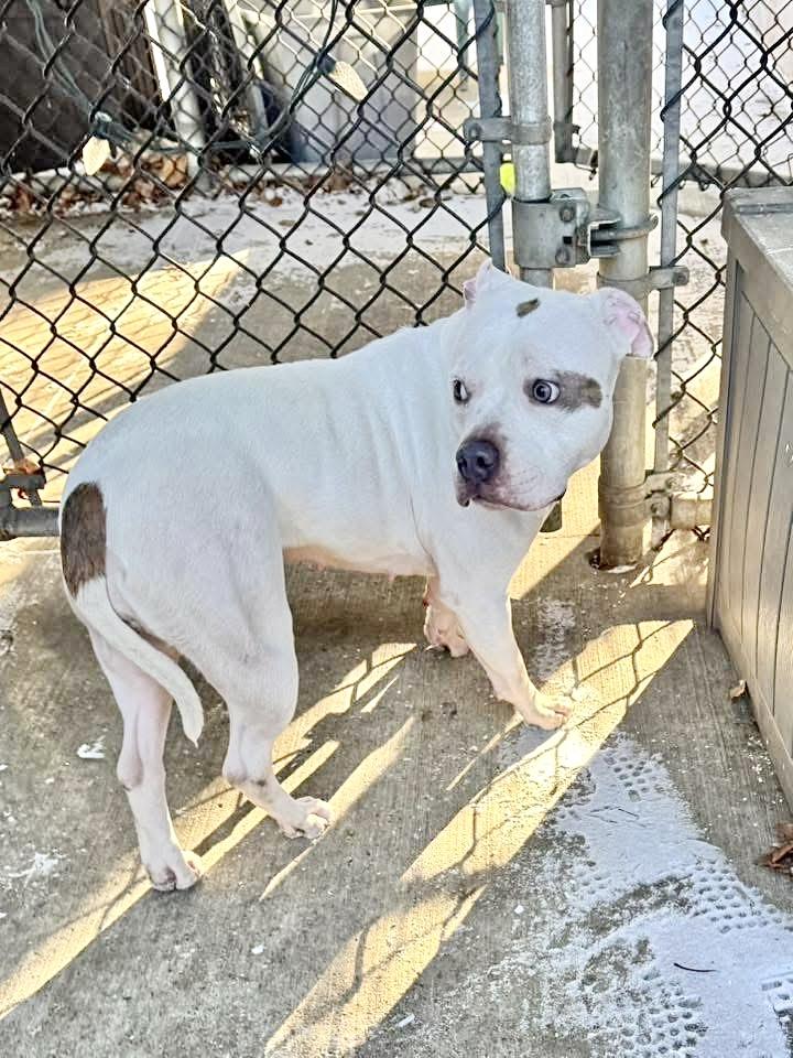 Enlarge Mittens, a ADOPTABLE Pit Bull Terrier in Chicago, IL image 4/5