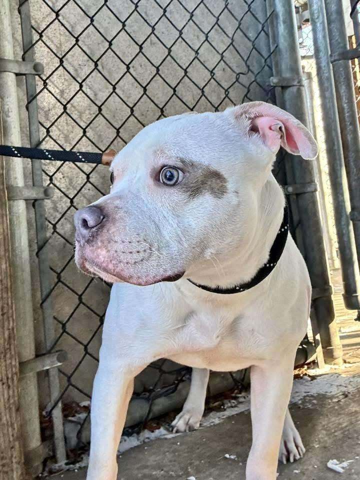 Enlarge Mittens, a ADOPTABLE Pit Bull Terrier in Chicago, IL image 2/5