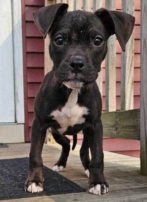 Dion (2 months old), ADOPTABLE, Puppy Female Pit Bull Terrier.