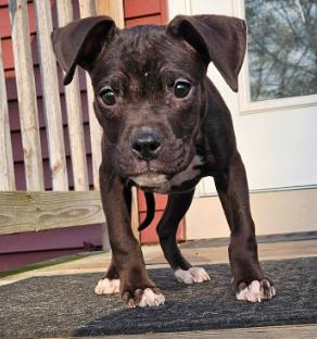 Enlarge Dion (2 months old), a ADOPTABLE mixed breed in Albany, NY image 2/3