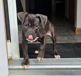 Enlarge Dion (2 months old), a ADOPTABLE mixed breed in Albany, NY image 3/3